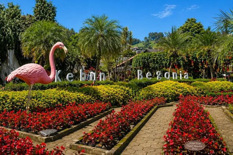 Kebun Begonia Lembang