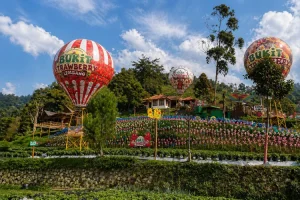 Bukit Strawberry Berbunga, Wisata Petik Stroberi Hits di Lembang