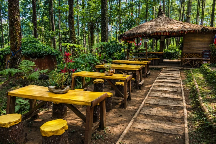 Daya Tarik Hutan Pinus Cikole
