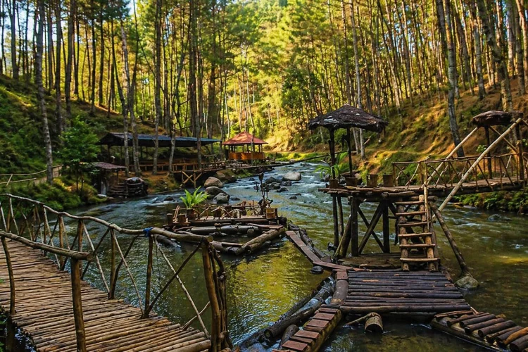 Daya Tarik Hutan Pinus Rahong