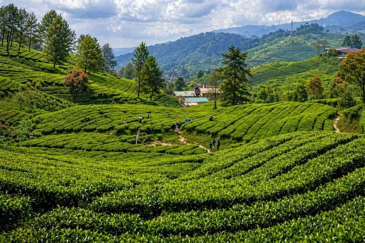 Daya Tarik Kebun Teh Sukawana