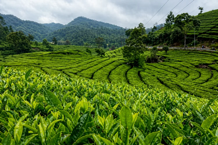 Daya Tarik Perkebunan Teh Rancabali