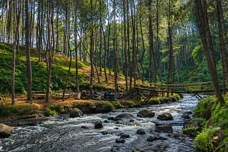 Fasilitas Hutan Pinus Rahong