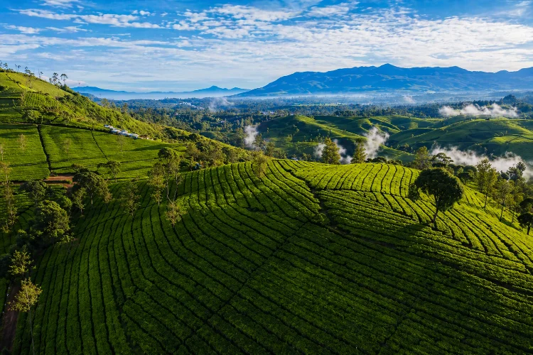 Fasilitas Perkebunan Teh Rancabali