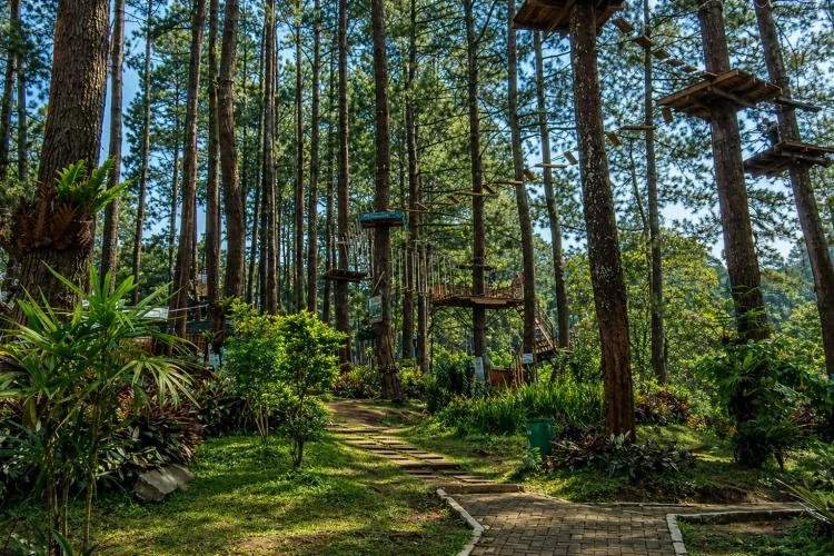 Hutan Pinus Cikole
