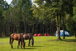 Jungle Milk Jayagiri, Camping Seru di Hutan Pinus Lembang