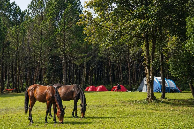Jungle Milk Jayagiri, Camping Seru di Hutan Pinus Lembang