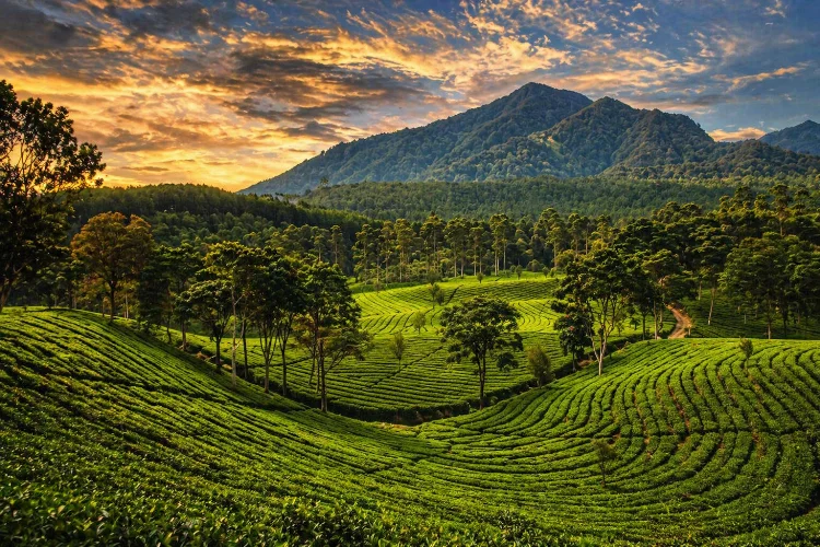 Kebun Teh Sukawana