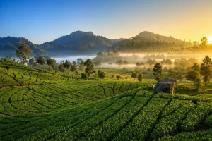 Perkebunan Teh Rancabali, Surga Hijau Ciwidey untuk Healing