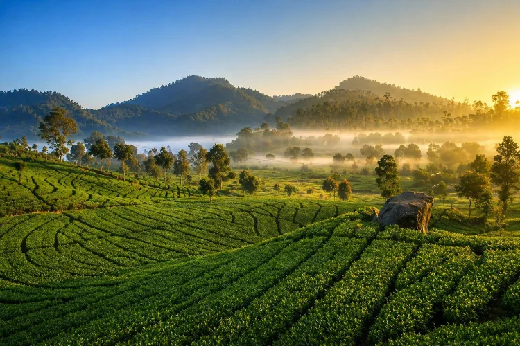 Perkebunan Teh Rancabali, Surga Hijau Ciwidey untuk Healing