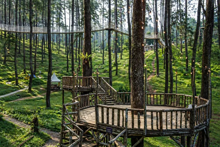 Tips Berkunjung Hutan Pinus Cikole