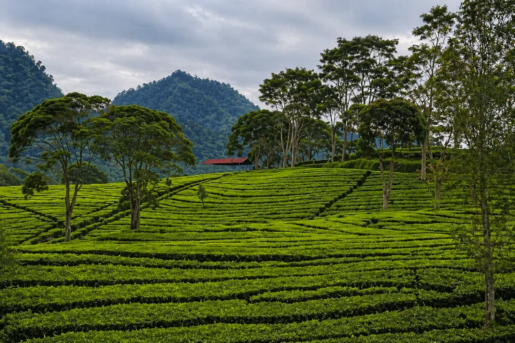 Tips Berkunjung Kebun Teh Sukawana