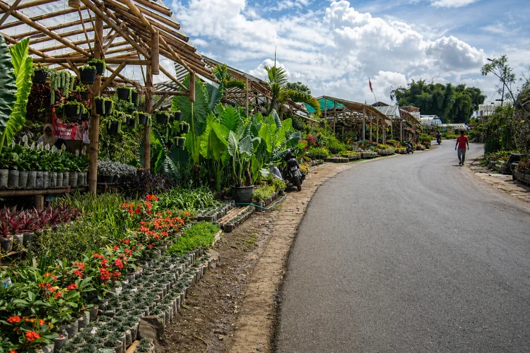 Tips Berkunjung ke Taman Bunga Cihideung